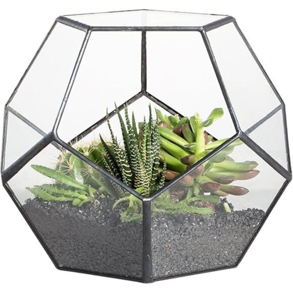 NCYP Small Plants Terrarium Planter - 5.9 Inches Pentagon Geometric Glass - Picture 7 of 7